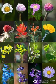 many different types of wildflowers are shown here