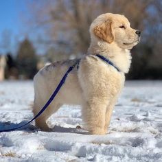 a white dog standing in the snow with a blue leash on it's neck