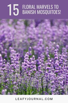 lavender flowers with text that reads 15 floral marvels to banish mosquitoes