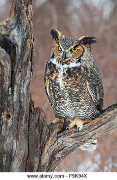 an owl sitting on top of a tree branch