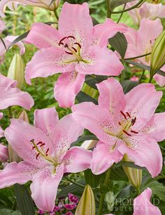 pink lilies are blooming in the garden with green leaves and flowers around them