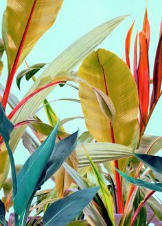 colorful tropical plants against a blue sky background