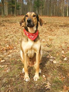 a dog with a red bandana sits in the grass and looks at the camera