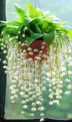 a potted plant with white flowers hanging from it