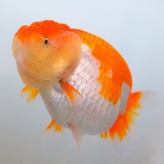 an orange and white fish swimming in the water