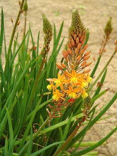 an orange and yellow flower in the middle of some green grass with dirt on the ground