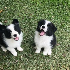 two black and white puppies sitting in the grass with their mouths open while looking up