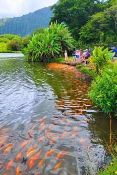 many fish are swimming in the water near some trees and bushes, while people watch