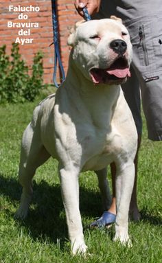 a white dog standing on top of a lush green field next to a person holding a leash