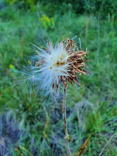 a dandelion in the middle of a field with grass and bushes behind it