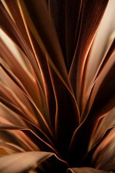 a close up view of a plant with brown leaves