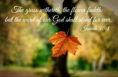 an orange leaf hanging from a tree with the words, the grass which the leaves had fallen but the word of our god shall stand for ever