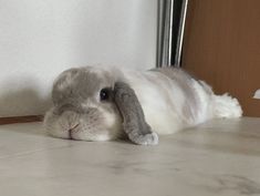 a gray and white rabbit laying on the floor next to a door with its head under it's chin