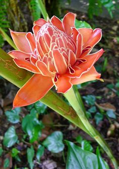 an orange flower is blooming in the middle of some leaves and dirt floored area