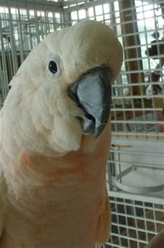 a close up of a bird in a cage