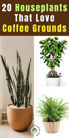 some houseplants that love coffee grounds and are easy to care for in your home