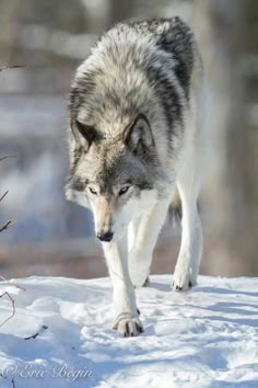 a wolf is walking through the snow