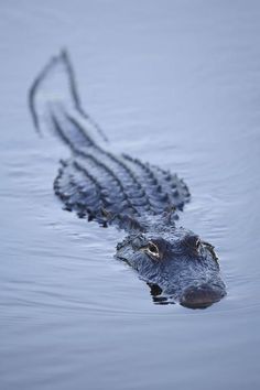 an alligator is swimming in the water