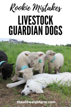 five lambs and one sheep laying in the grass with text overlay reading kookie miskes livestock guardian dogs