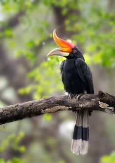 a bird with a colorful beak sitting on a branch