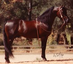 a brown horse standing on top of a dirt field