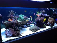 an aquarium filled with lots of different types of corals and sea creatures in it