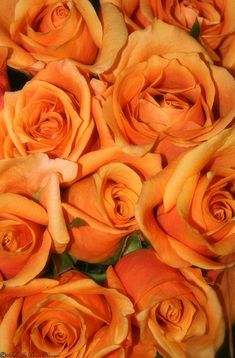 an arrangement of orange roses is shown in close up view, with green leaves on the stems