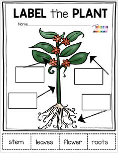 label the plant worksheet for kids to learn about plants and their roots with pictures