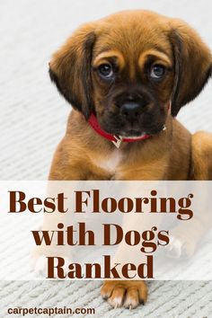 a brown dog laying on top of a carpet next to a white rug with the words best flooring with dogs ranked above it