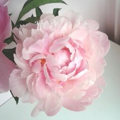 a pink flower sitting on top of a white table