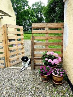 there are two pictures of the same dog in front of a fence and flower potted plants