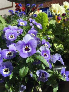 purple and white flowers are growing in a pot