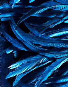 blue feathers are spread out on a dark background, as if they were painted with acrylic paint