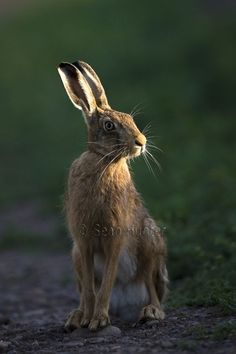 a brown rabbit sitting on top of a dirt road