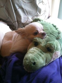 a small dog laying on top of a green stuffed animal next to a teddy bear