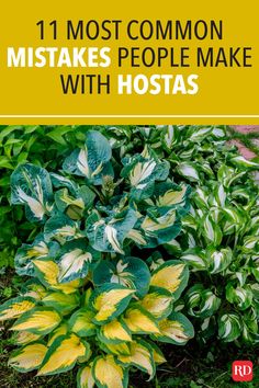 a yellow and green plant with the words 11 most common mistakes people make with hostas