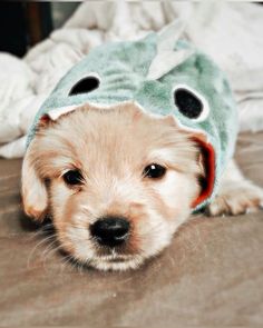 a small dog is wearing a fish hat