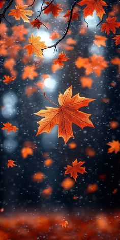 falling leaves in the rain on a dark background