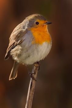 a small bird sitting on top of a wooden stick in front of a blurry background