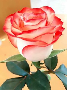 Love Rose Flower, Rose Flower Arrangements, Red Roses Wallpaper, Birthday Wishes Flowers, Very Beautiful Flowers, Flower Names, Beautiful Flowers Wallpapers