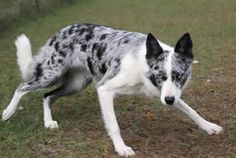 a black and white dog walking across a grass covered field