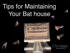 a bat house with bats flying around it and the words tips for maintaining your bat house