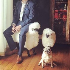 a man in a suit sitting on a chair with two sheep and a pug