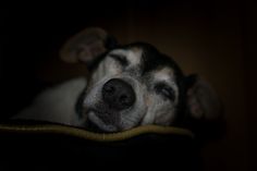 a close up of a dog's face with it's head resting on a pillow