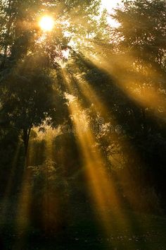 sunlight shining through the trees in a forest royalty images and clippings are used to create this image