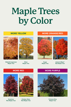 the different types of maple trees are shown in this poster, which is also available for purchase