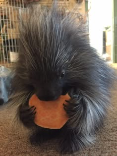 a porcupine is chewing on a piece of food