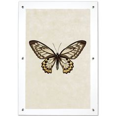 a brown and black butterfly on white paper