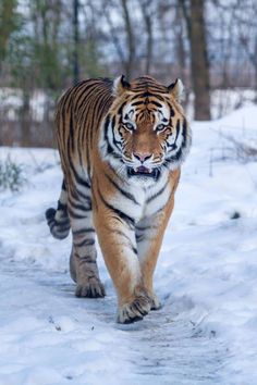 a tiger walking through the snow in front of trees