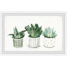 three potted plants sitting on top of a white table next to each other in front of a white wall